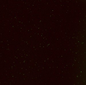 Thumbnail image of Zeiss ELYRA PS.1 Confocal Microscope System w/ Observer.Z1, PC, Software & Optic