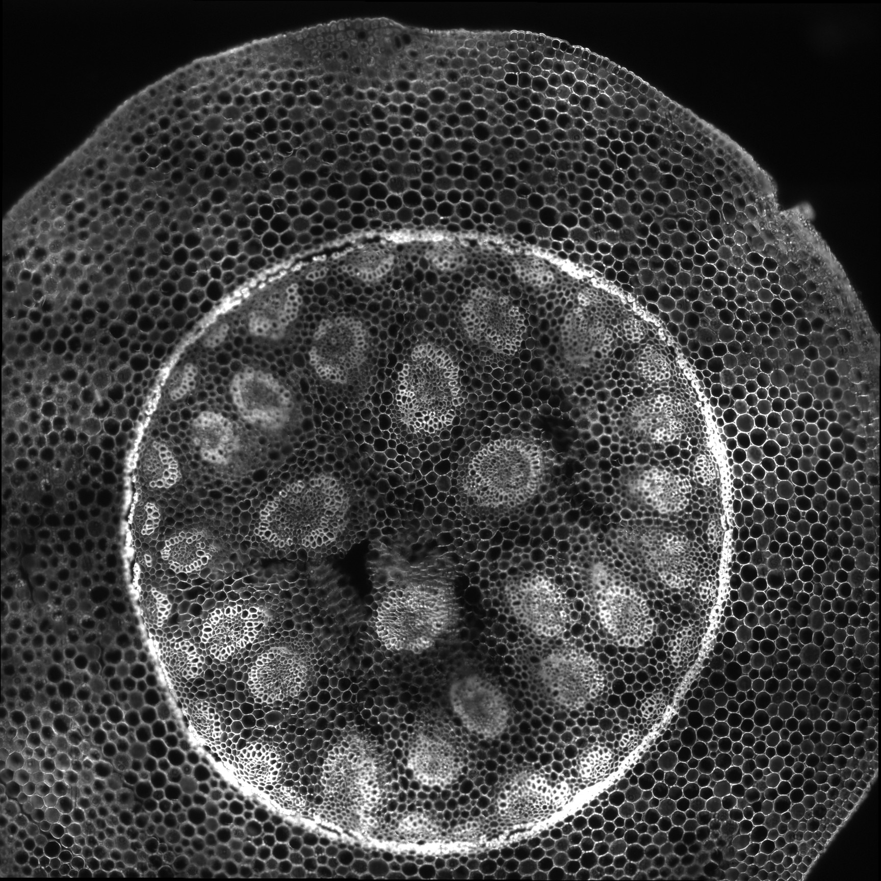 Image of Zeiss ELYRA PS.1 Confocal Microscope System w/ Observer.Z1, PC, Software & Optic