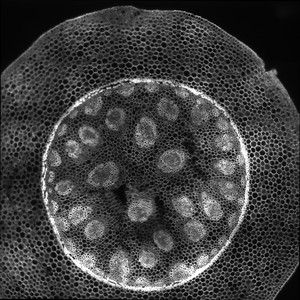 Thumbnail image of Zeiss ELYRA PS.1 Confocal Microscope System w/ Observer.Z1, PC, Software & Optic