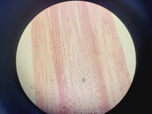 Thumbnail image of Zeiss Axiophot Photomicroscope w/ HBO 100, G509159, 5 x Objectives 