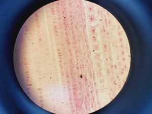 Thumbnail image of Zeiss Axiophot Photomicroscope w/ HBO 100, G509159, 5 x Objectives 