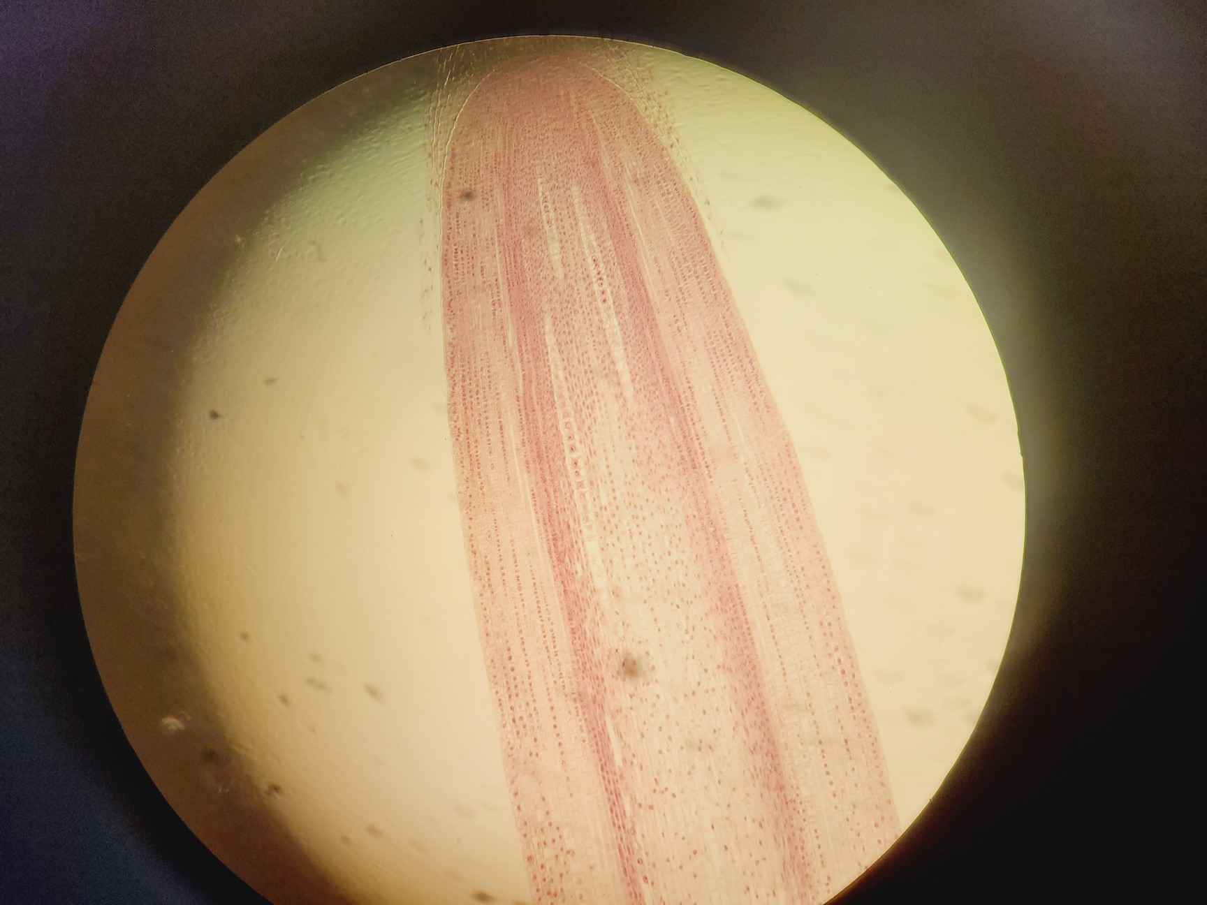 Image of Zeiss Axiophot Photomicroscope w/ HBO 100, G509159, 5 x Objectives 
