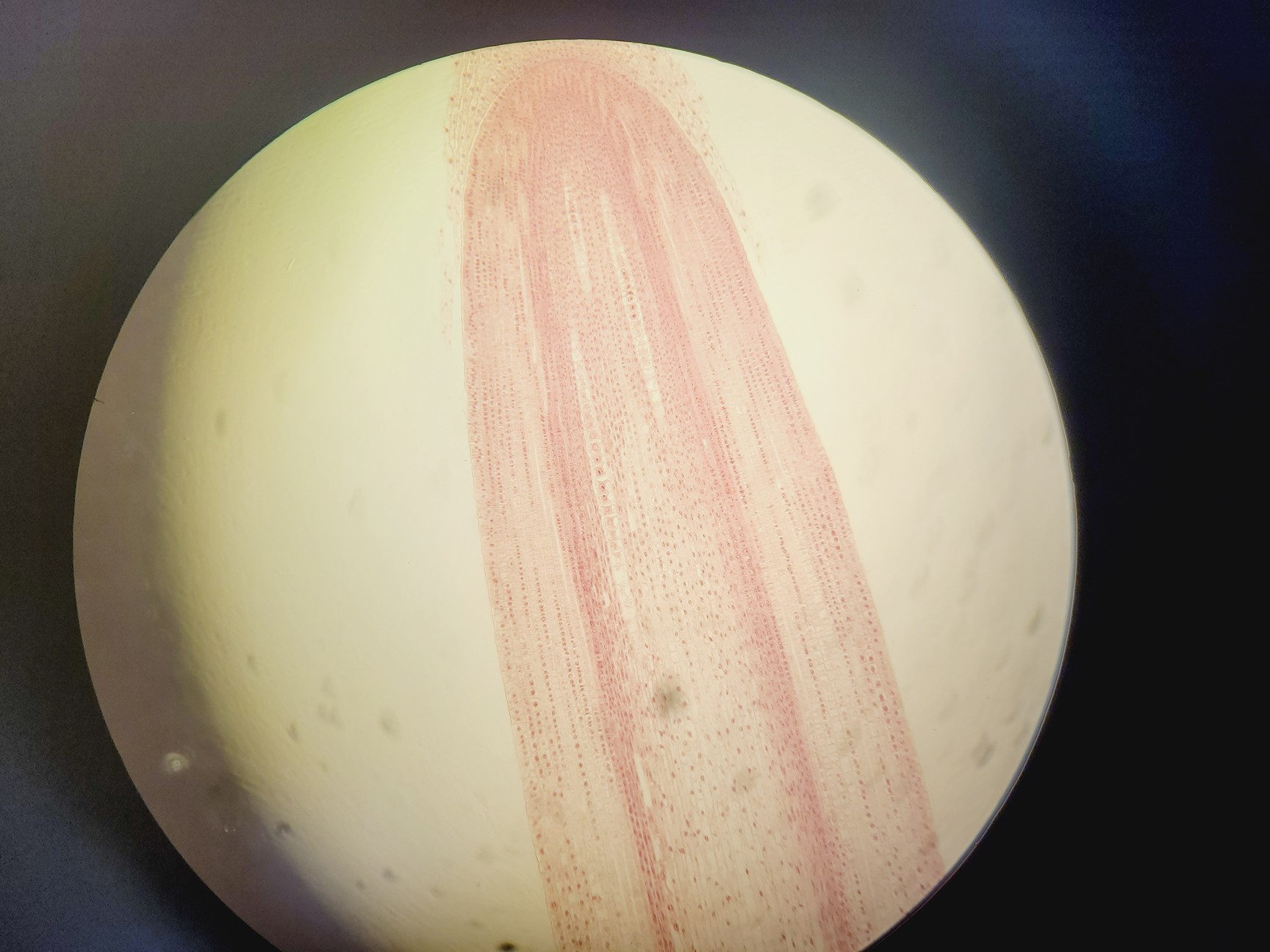 Image of Zeiss Axiophot Photomicroscope w/ HBO 100, G509159, 5 x Objectives 