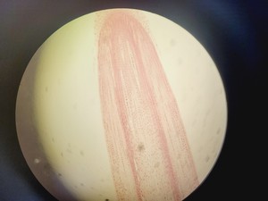 Thumbnail image of Zeiss Axiophot Photomicroscope w/ HBO 100, G509159, 5 x Objectives 