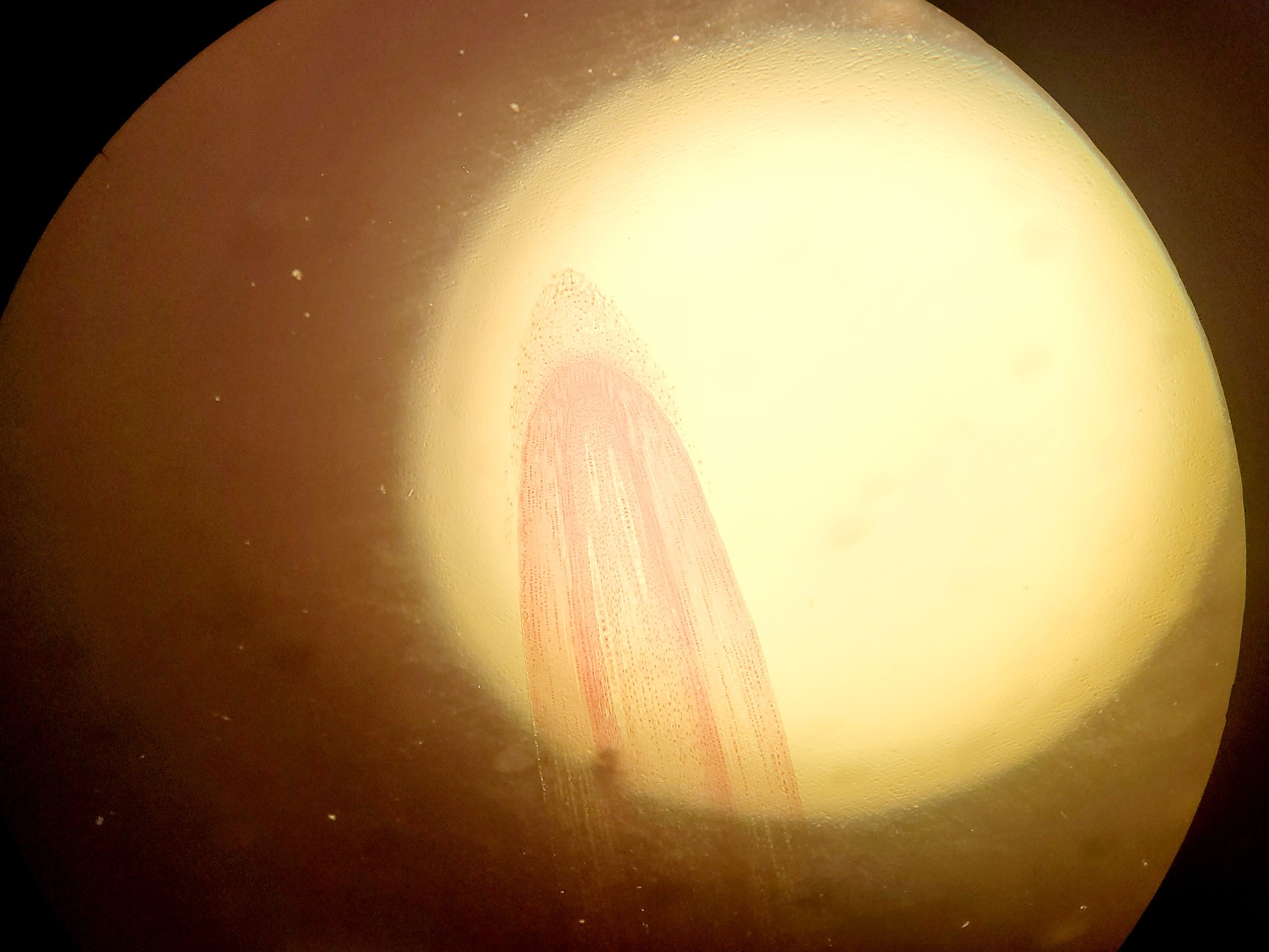 Image of Zeiss Axiophot Photomicroscope w/ HBO 100, G509159, 5 x Objectives 