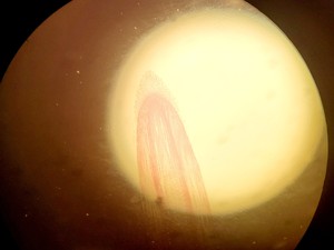 Thumbnail image of Zeiss Axiophot Photomicroscope w/ HBO 100, G509159, 5 x Objectives 