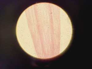 Thumbnail image of Nikon Optiphot-2 Compound Microscope w/ 4 x Objectives Plan, Planapo, DIC