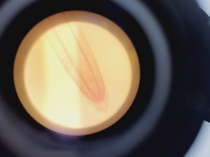 Thumbnail image of Nikon EFD-3 Inverted Microscope w/ Zeiss Axiocam & 5 x Objectives 4/10/20/40 Flu