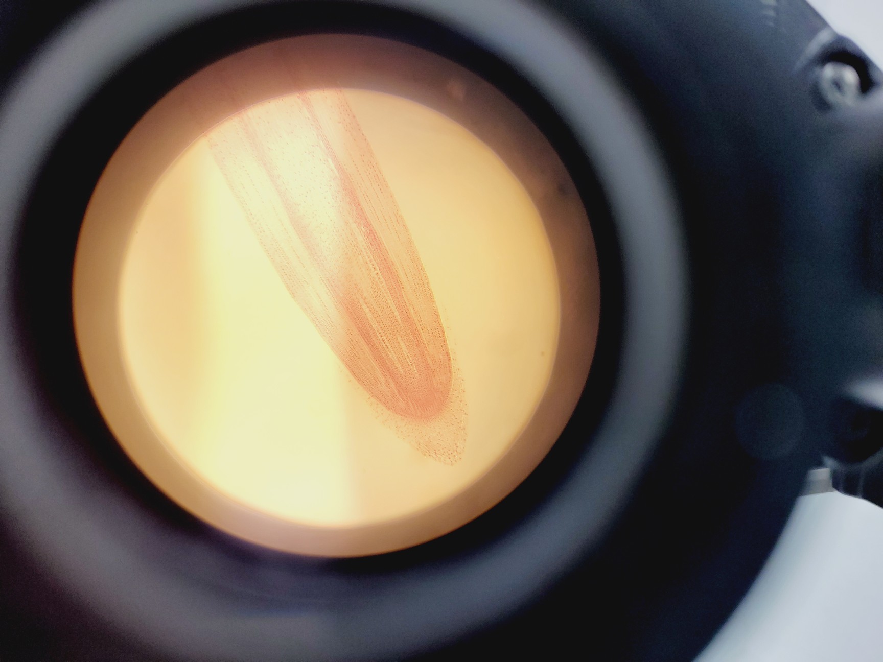 Image of Nikon EFD-3 Inverted Microscope w/ Zeiss Axiocam & 5 x Objectives 4/10/20/40 Flu