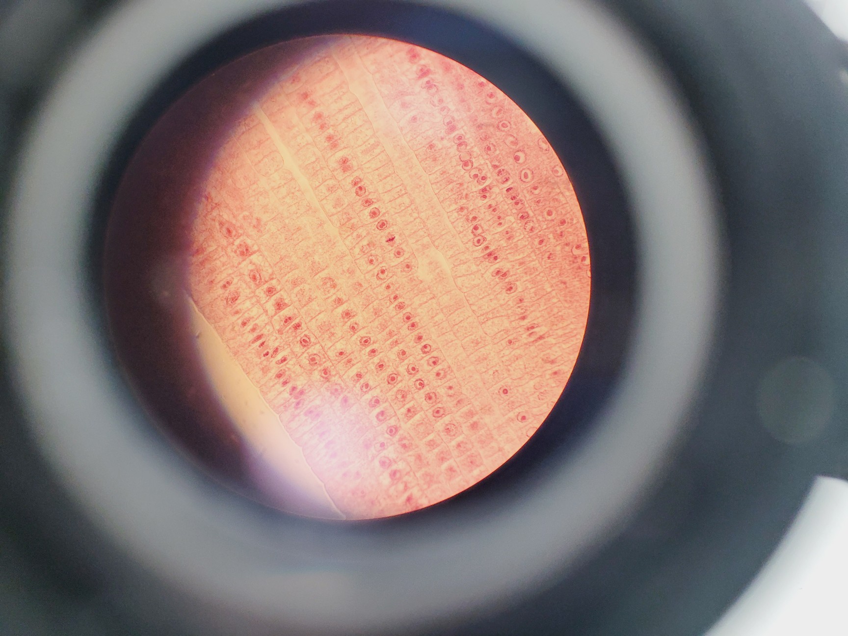 Image of Nikon EFD-3 Inverted Microscope w/ Zeiss Axiocam & 5 x Objectives 4/10/20/40 Flu