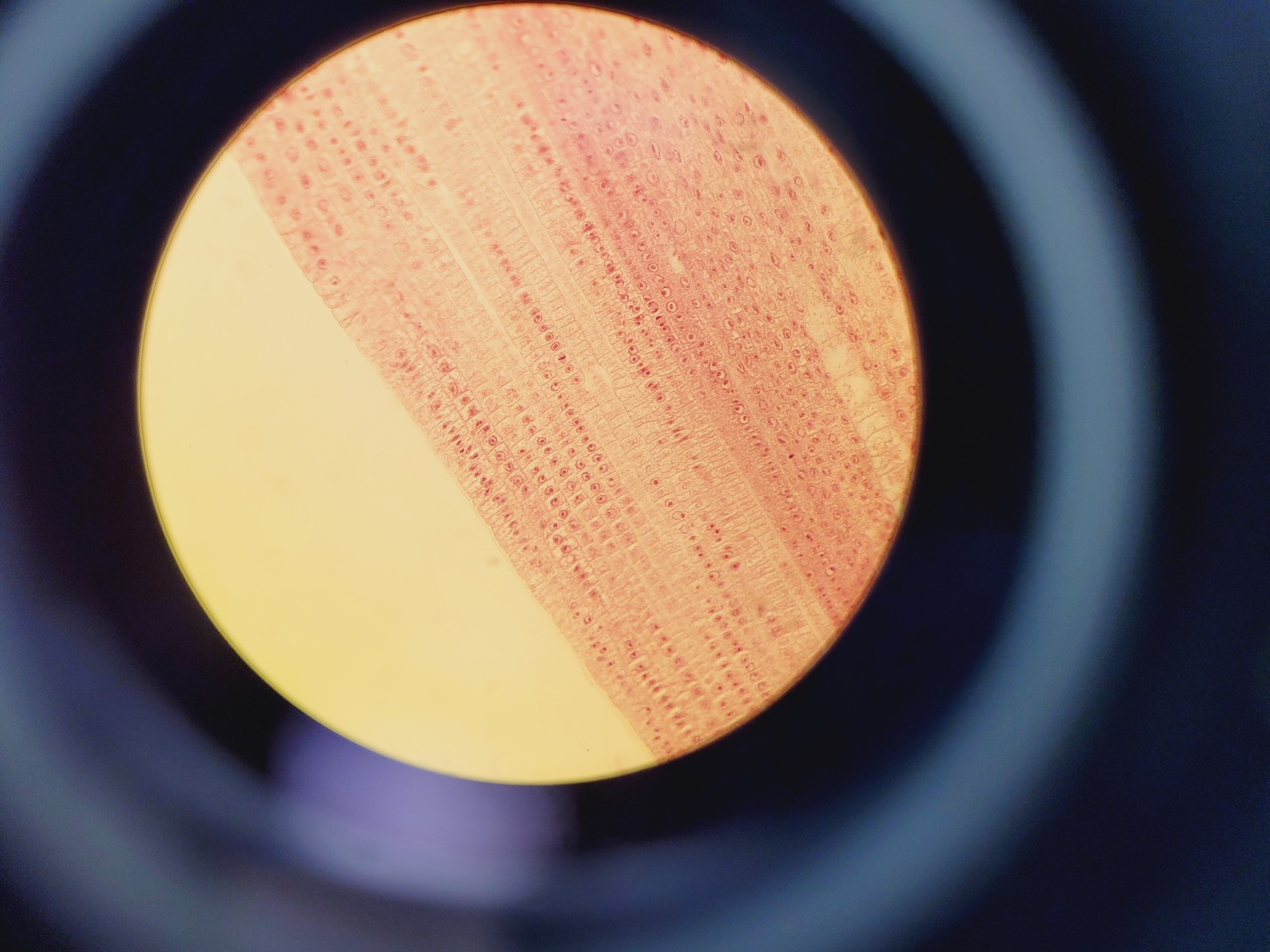 Image of Nikon EFD-3 Inverted Microscope w/ Zeiss Axiocam & 5 x Objectives 4/10/20/40 Flu
