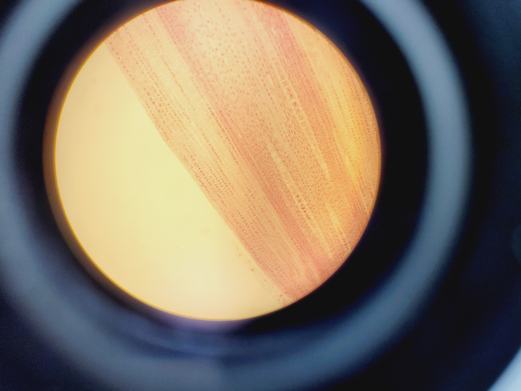 Image of Nikon EFD-3 Inverted Microscope w/ Zeiss Axiocam & 5 x Objectives 4/10/20/40 Flu