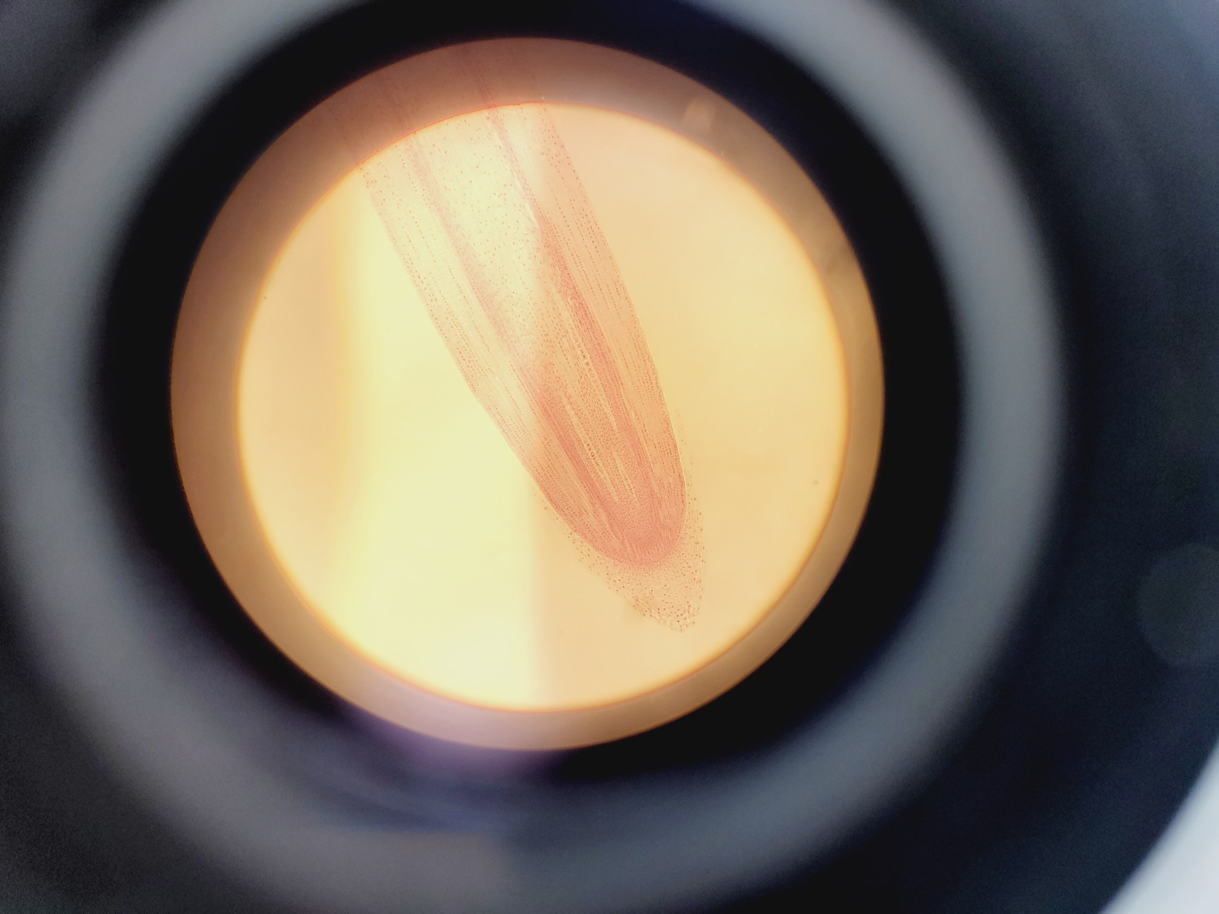 Image of Nikon EFD-3 Inverted Microscope w/ Zeiss Axiocam & 5 x Objectives 4/10/20/40 Flu