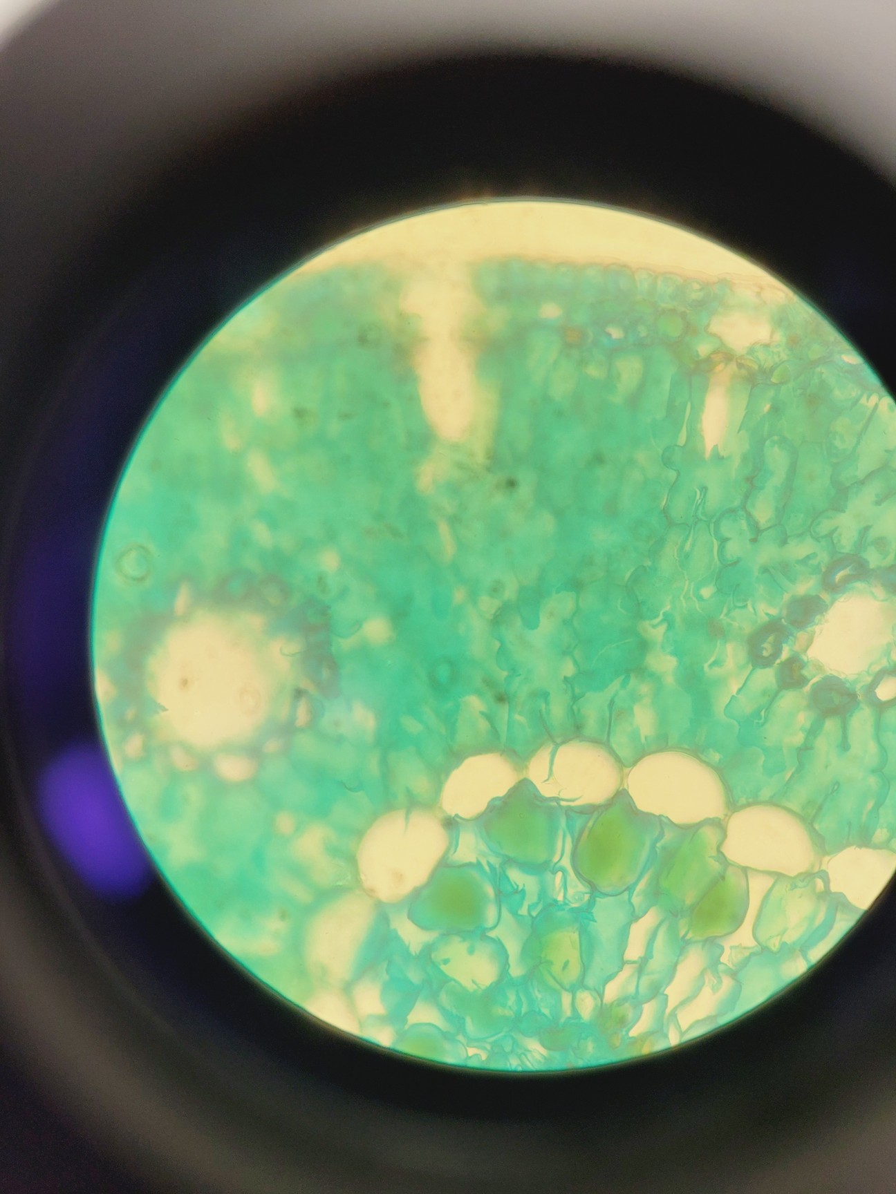 Image of Medline Scientific Inverso TC100 3660.5000M Inverted Microscope Lab