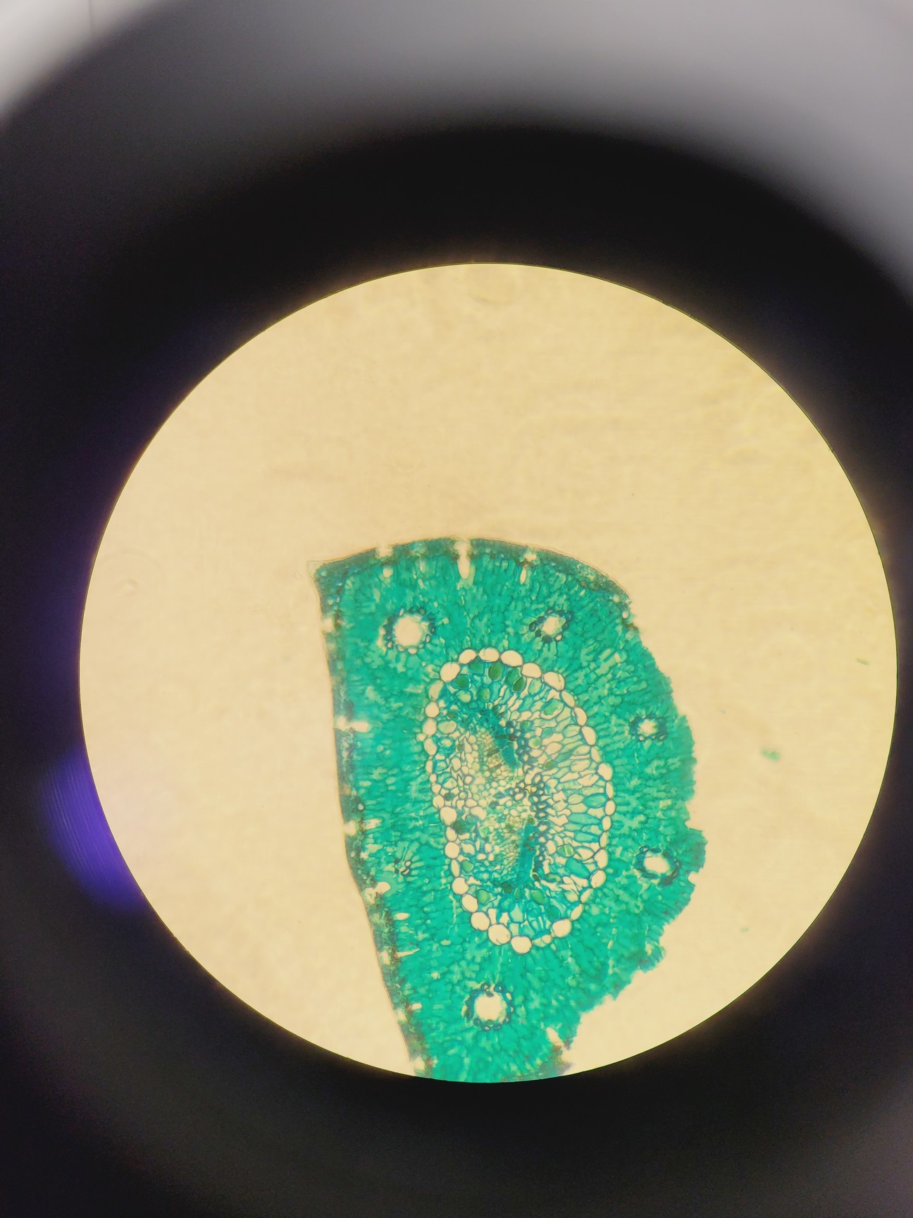 Image of Medline Scientific Inverso TC100 3660.5000M Inverted Microscope Lab