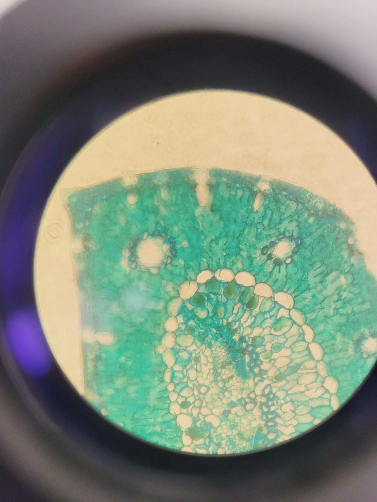 Image of Medline Scientific Inverso TC100 3660.5000M Inverted Microscope Lab
