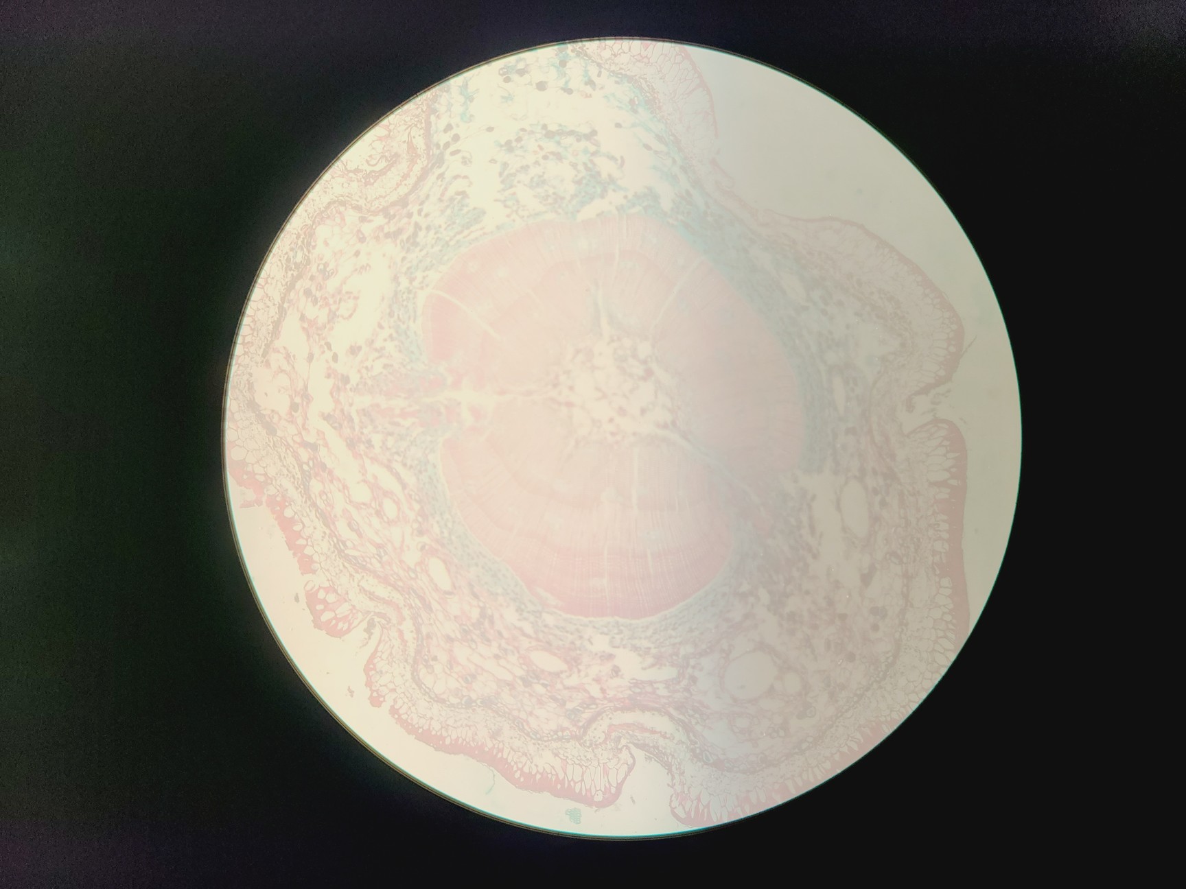 Image of Nikon Diaphot Inverted Microscope with 4x Objectives, 2x CFW 15x Eyepieces