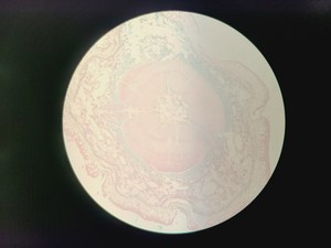 Thumbnail image of Nikon Diaphot Inverted Microscope with 4x Objectives, 2x CFW 15x Eyepieces