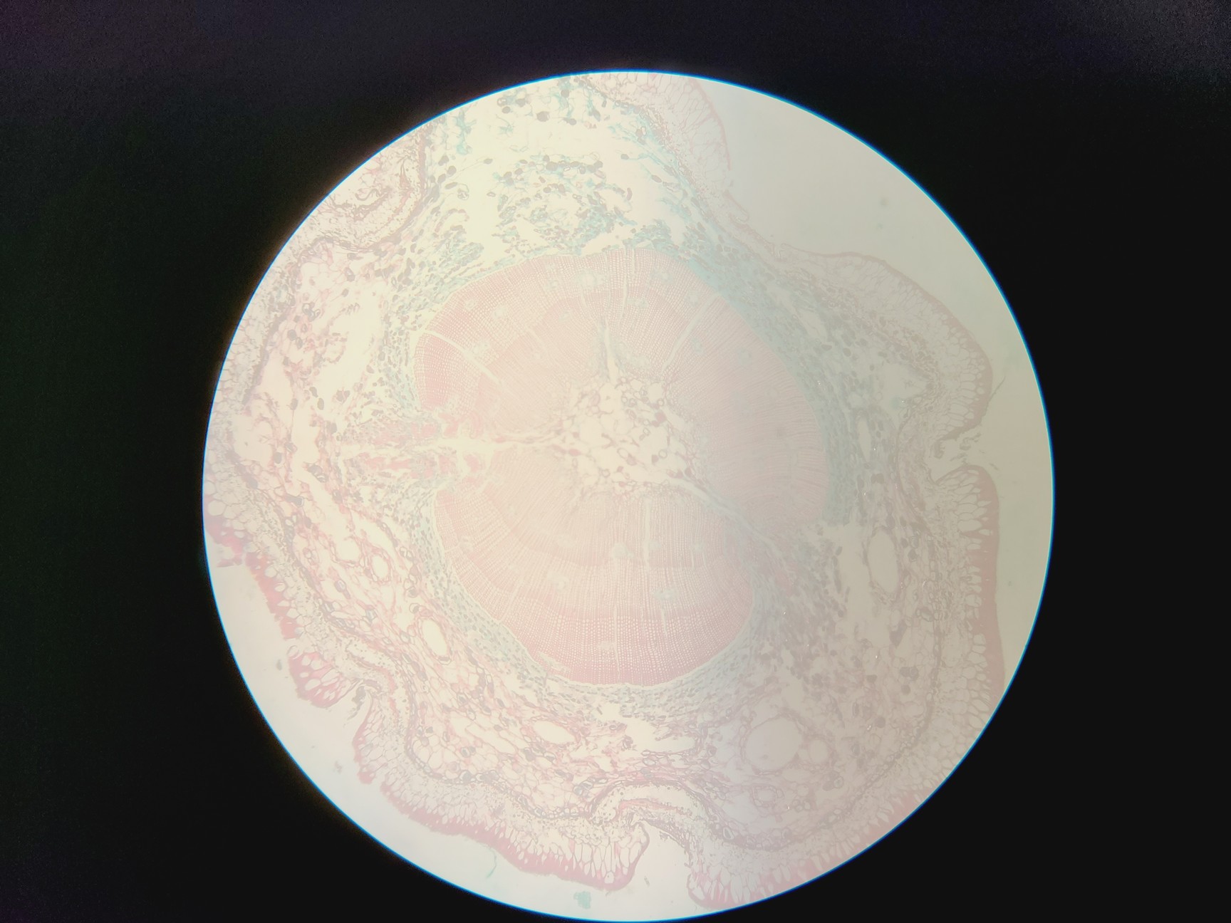 Image of Nikon Diaphot Inverted Microscope with 4x Objectives, 2x CFW 15x Eyepieces