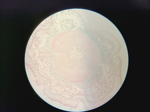 Thumbnail image of Nikon Diaphot Inverted Microscope with 4x Objectives, 2x CFW 15x Eyepieces
