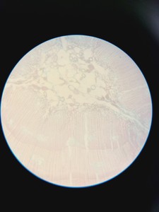 Thumbnail image of Nikon Diaphot Inverted Microscope with 4x Objectives, 2x CFW 15x Eyepieces