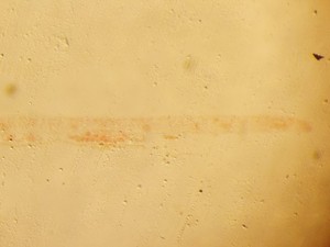 Thumbnail image of Wild Heerbrugg M7A Stereo Microscope W/ PSU Lab