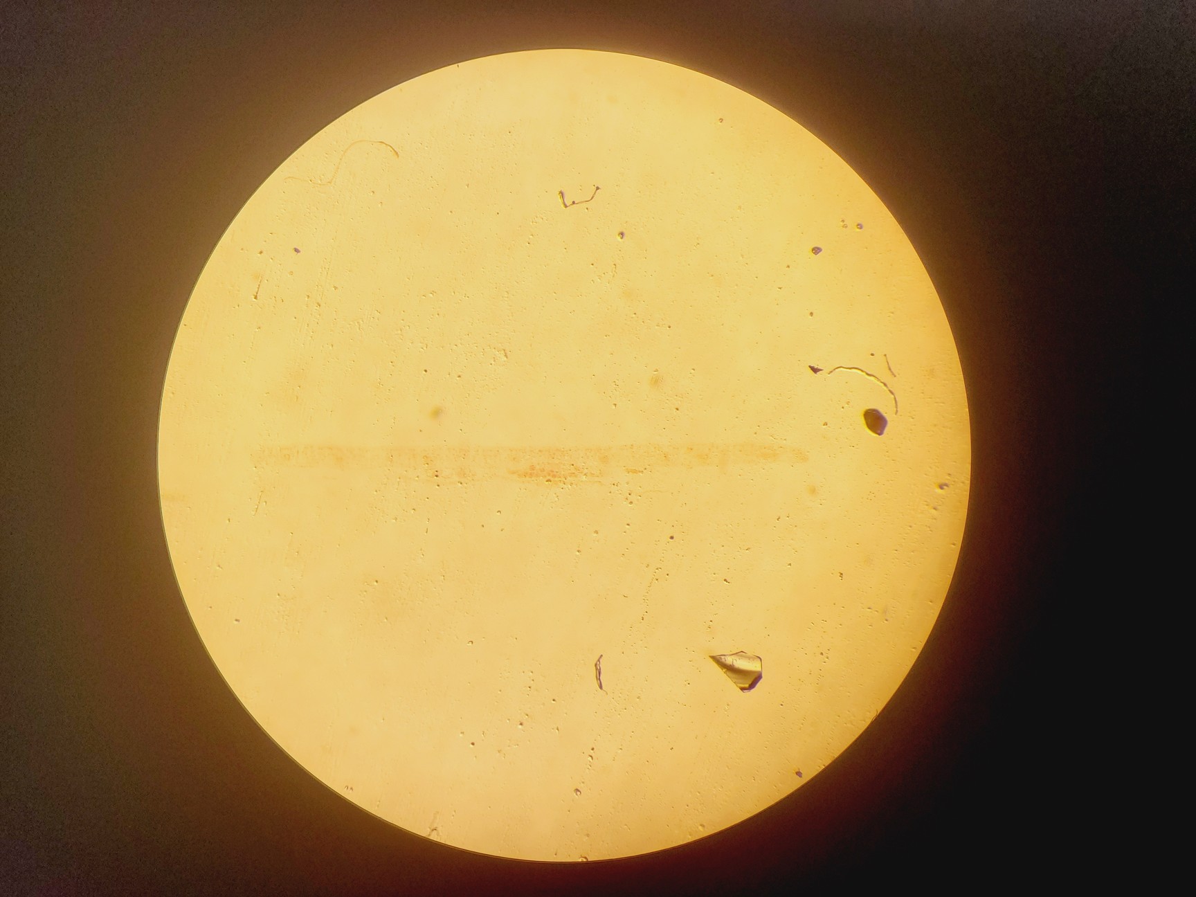 Image of Wild Heerbrugg M7A Stereo Microscope W/ PSU Lab