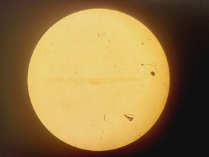 Thumbnail image of Wild Heerbrugg M7A Stereo Microscope W/ PSU Lab