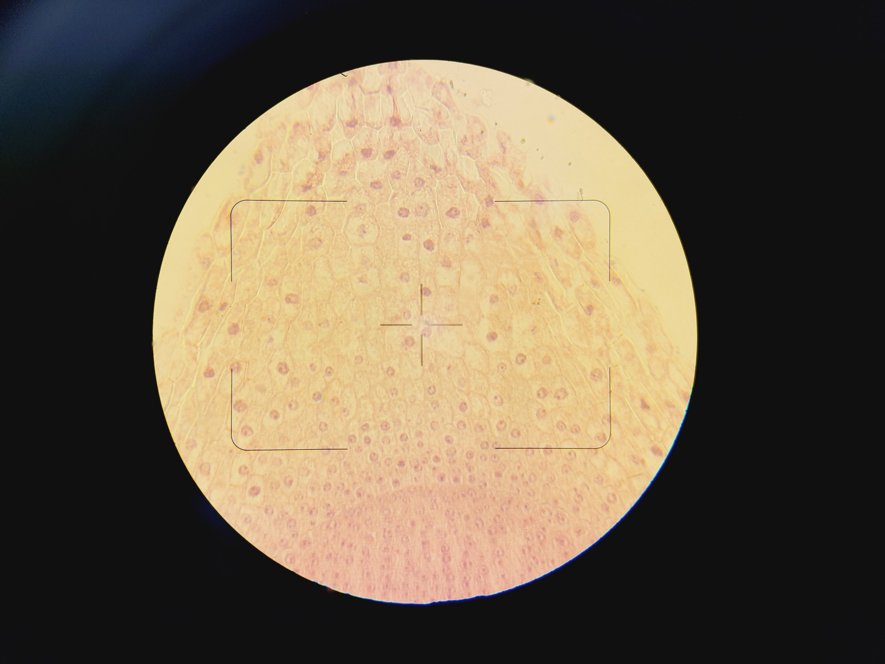 Image of Zeiss Axiovert 135 Inverted Microscope w/ 10x, 40x & 100x Objectives Lab