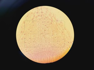 Thumbnail image of Zeiss Axiovert 135 Inverted Microscope w/ 10x, 40x & 100x Objectives Lab