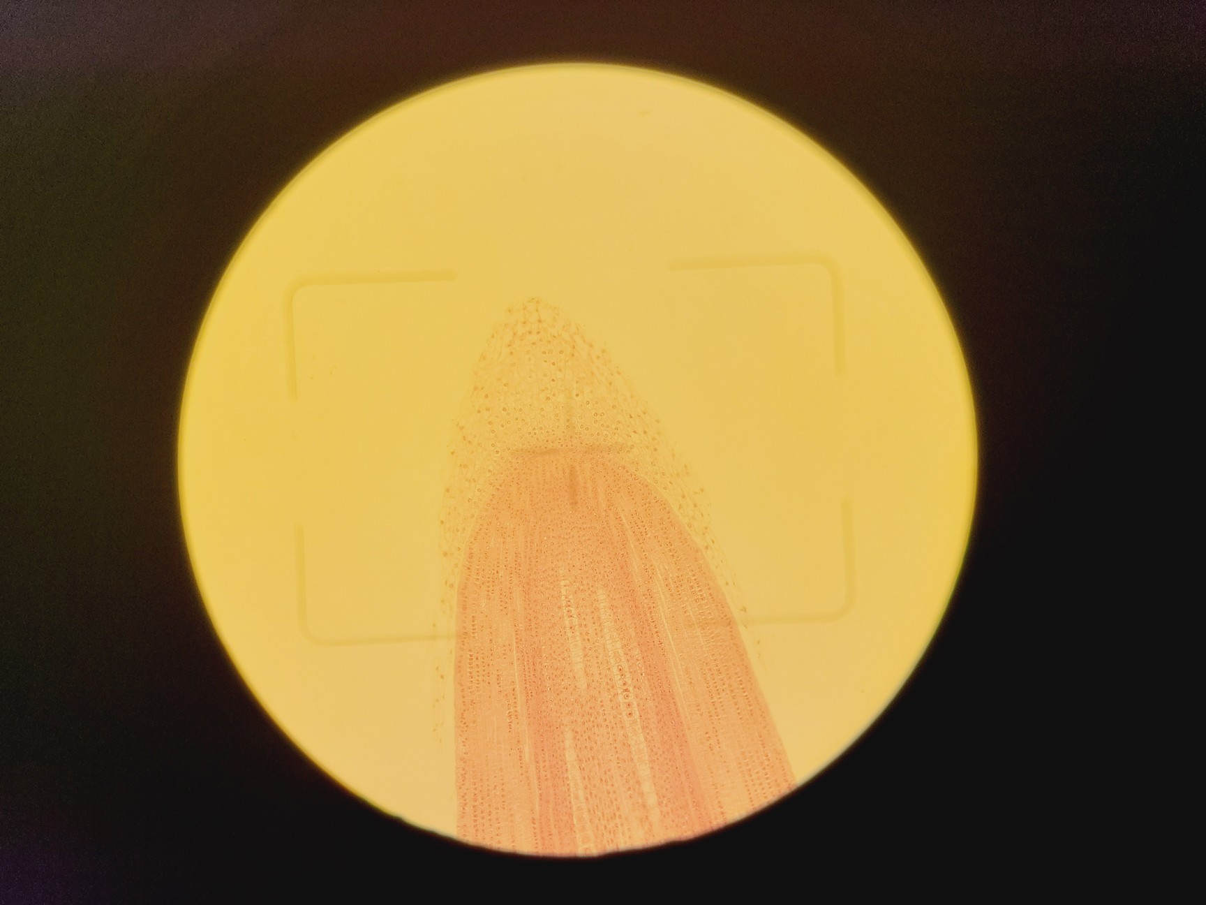 Image of Zeiss Axiovert 135 Inverted Microscope w/ 10x, 40x & 100x Objectives Lab