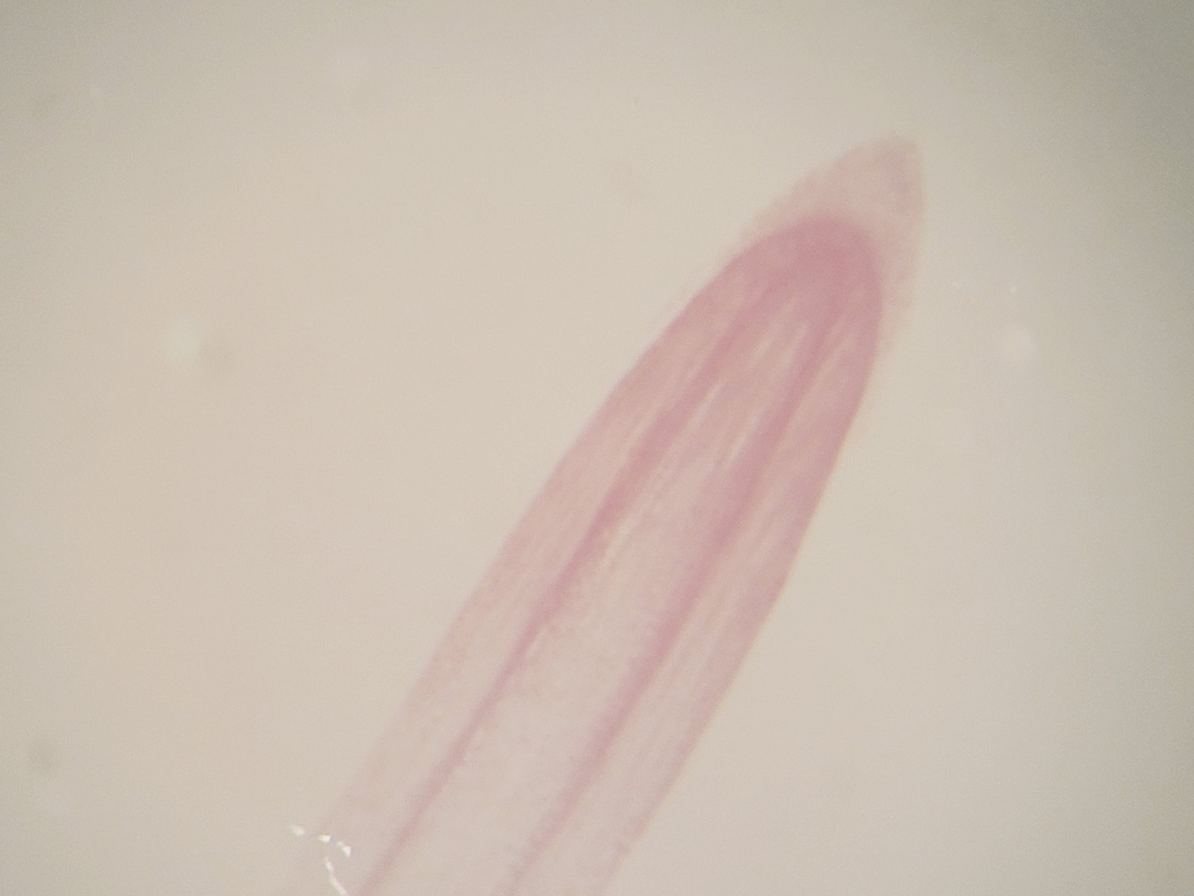 Image of Carl Zeiss Stereo Microscope w/ PSU Lab