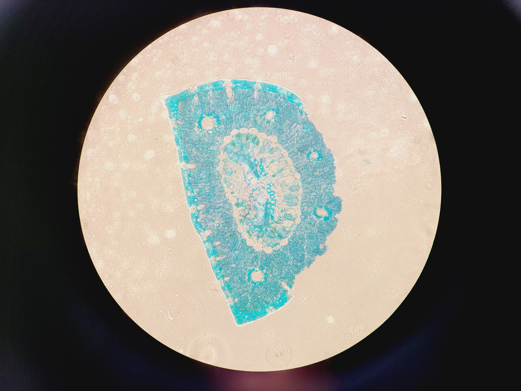 Image of Nikon Eclipse Ti Confocal Microscope System Model TI-DH w/ Intenslight C-HGFI