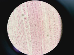 Thumbnail image of Olympus BX60F5 Microscope w/ 4 x Objectives 5/10/20/50x LMPlanFl UMPlanFl Lab