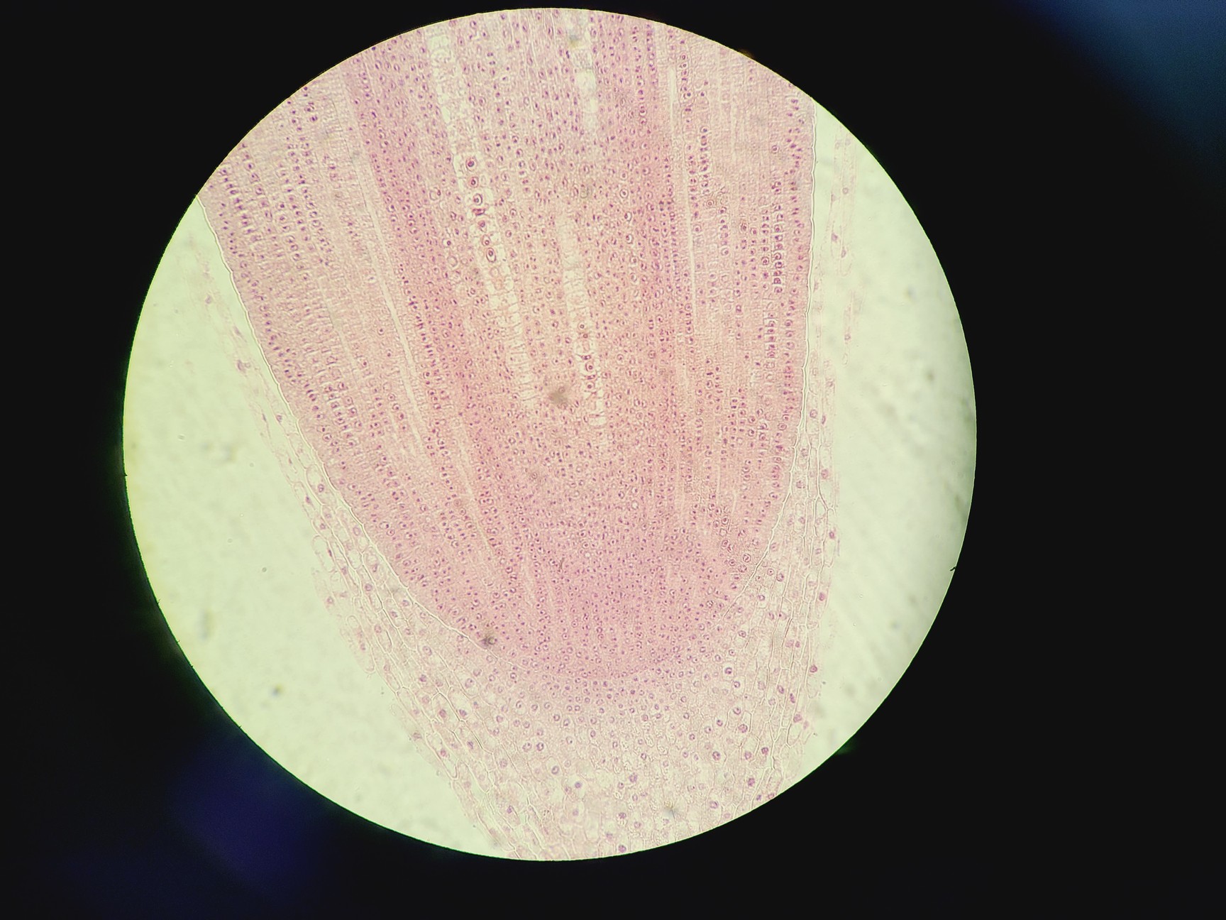 Image of Olympus BX60F5 Microscope w/ 4 x Objectives 5/10/20/50x LMPlanFl UMPlanFl Lab