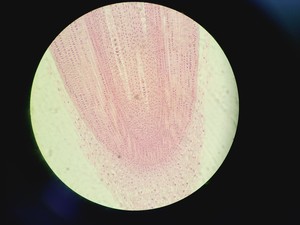 Thumbnail image of Olympus BX60F5 Microscope w/ 4 x Objectives 5/10/20/50x LMPlanFl UMPlanFl Lab