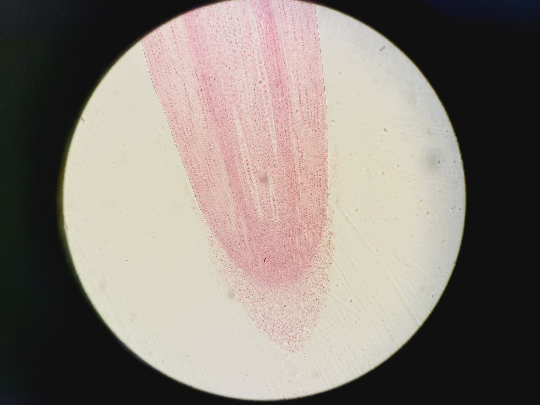 Image of Olympus BX60F5 Microscope w/ 4 x Objectives 5/10/20/50x LMPlanFl UMPlanFl Lab