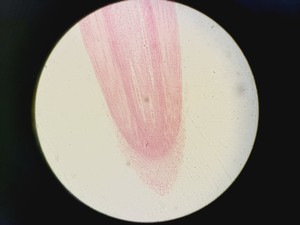 Thumbnail image of Olympus BX60F5 Microscope w/ 4 x Objectives 5/10/20/50x LMPlanFl UMPlanFl Lab