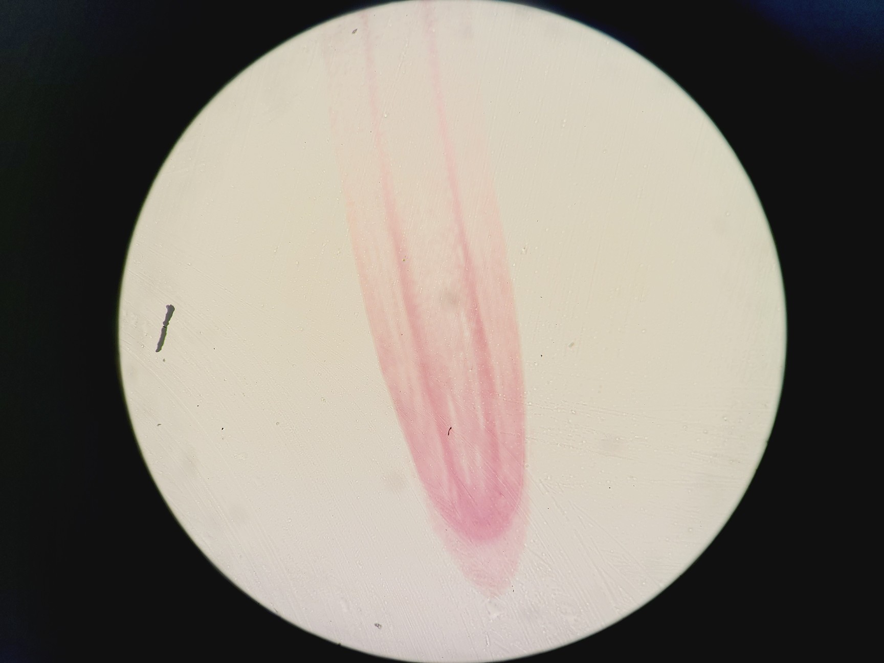 Image of Olympus BX60F5 Microscope w/ 4 x Objectives 5/10/20/50x LMPlanFl UMPlanFl Lab