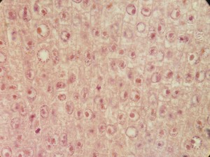 Thumbnail image of Carl Zeiss Axiovert 10 Inverted Microscope w/ Plan-NEOFLUER 100X/1,30 Oil 44 40 