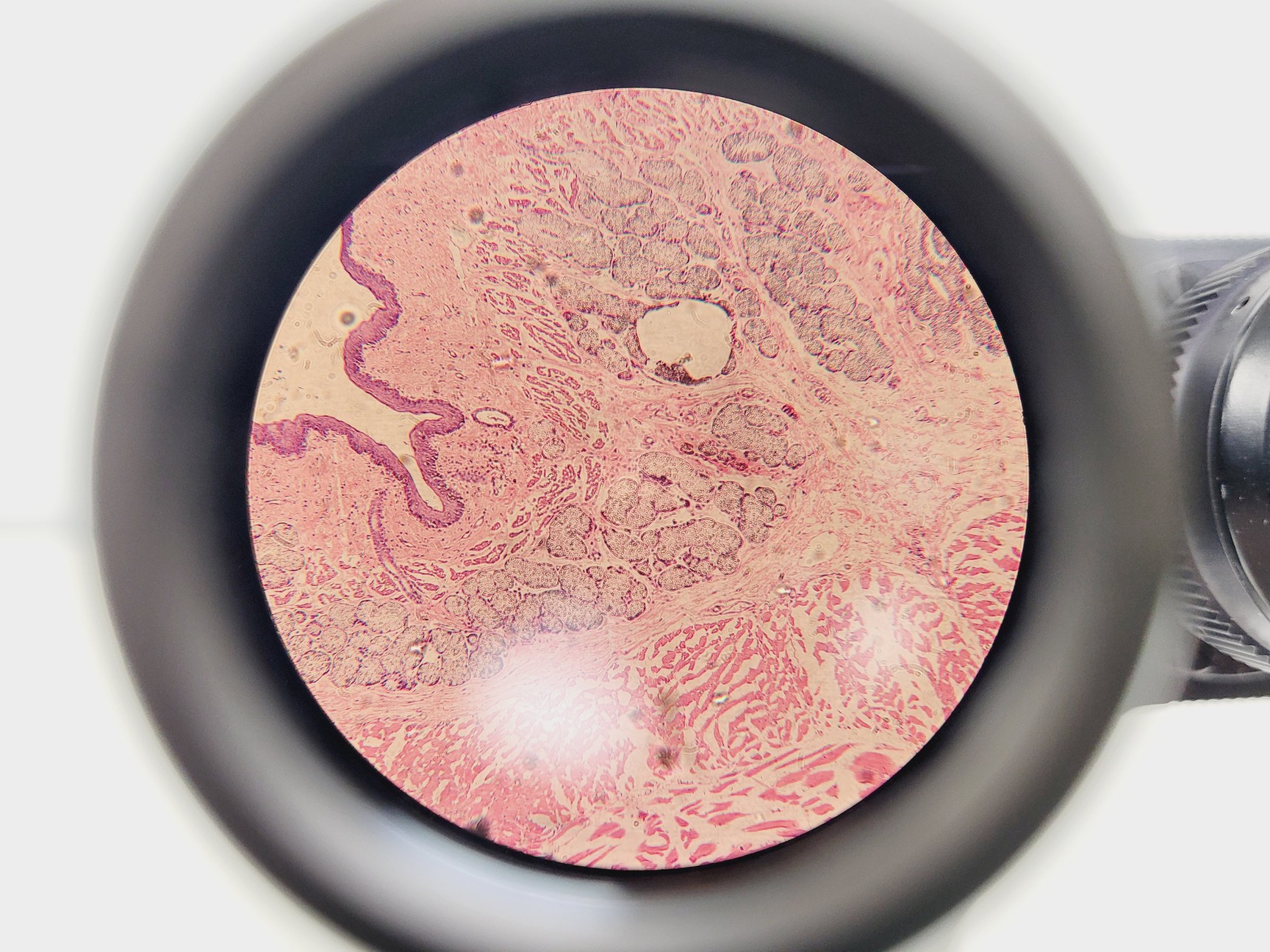 Image of Will Wetzlar Wilovert Inverted Microscope w/ 4 Objectives (4x/10x/20x/32x)