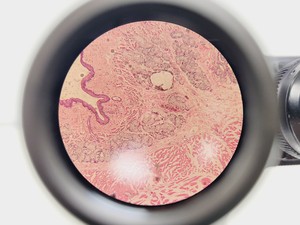 Thumbnail image of Will Wetzlar Wilovert Inverted Microscope w/ 4 Objectives (4x/10x/20x/32x)