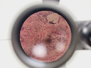 Thumbnail image of Will Wetzlar Wilovert Inverted Microscope w/ 4 Objectives (4x/10x/20x/32x)