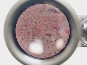 Thumbnail image of Will Wetzlar Wilovert Inverted Microscope w/ 4 Objectives (4x/10x/20x/32x)