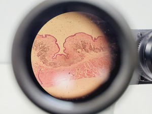 Thumbnail image of Will Wetzlar Wilovert Inverted Microscope w/ 4 Objectives (4x/10x/20x/32x)