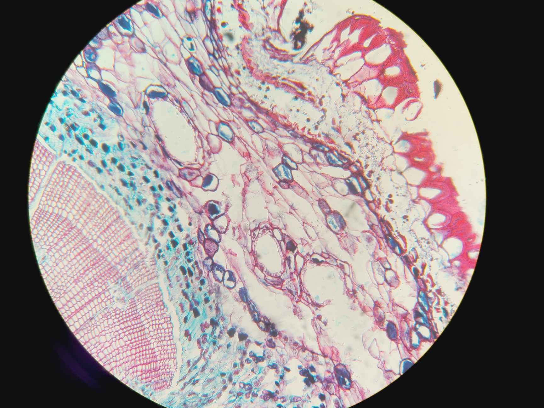 Image of Leica Germany HC PL APO 20x/0.70 IMM CORR CS Infinity Microscope Objective No. 5