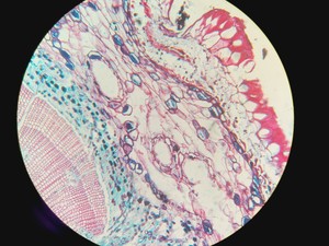 Thumbnail image of Leica Germany HC PL APO 20x/0.70 IMM CORR CS Infinity Microscope Objective No. 5