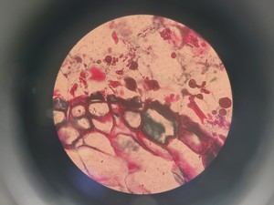 Thumbnail image of Zeiss Axioskop Microscope, 3 x Objectives (NEOFL 10x/40x/100x) EBQ 100 & PSU-100