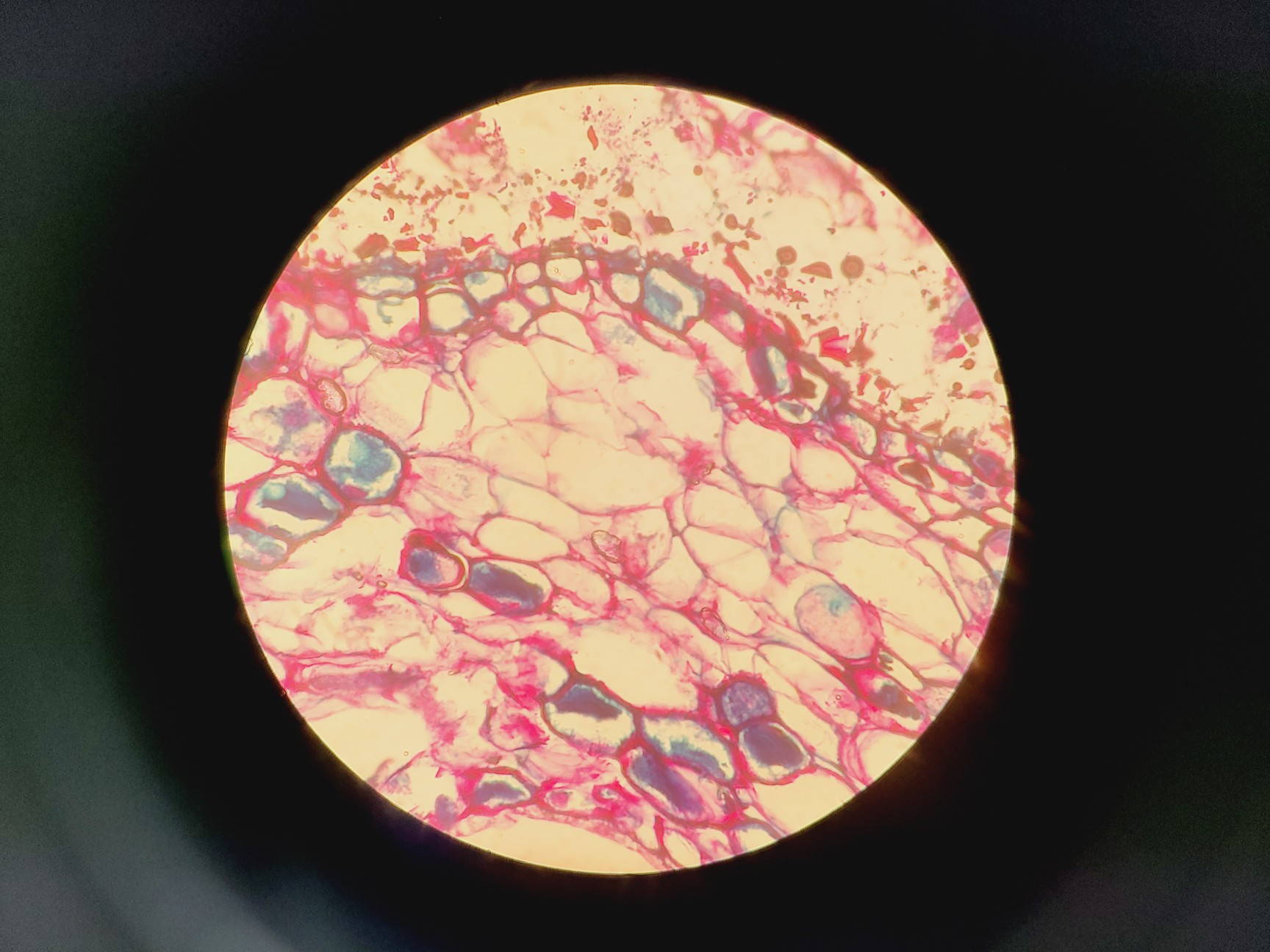 Image of Zeiss Axioskop Microscope, 3 x Objectives (NEOFL 10x/40x/100x) EBQ 100 & PSU-100