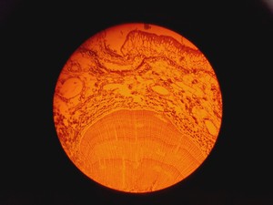 Thumbnail image of Zeiss Axioskop Microscope, 3 x Objectives (NEOFL 10x/40x/100x) EBQ 100 & PSU-100